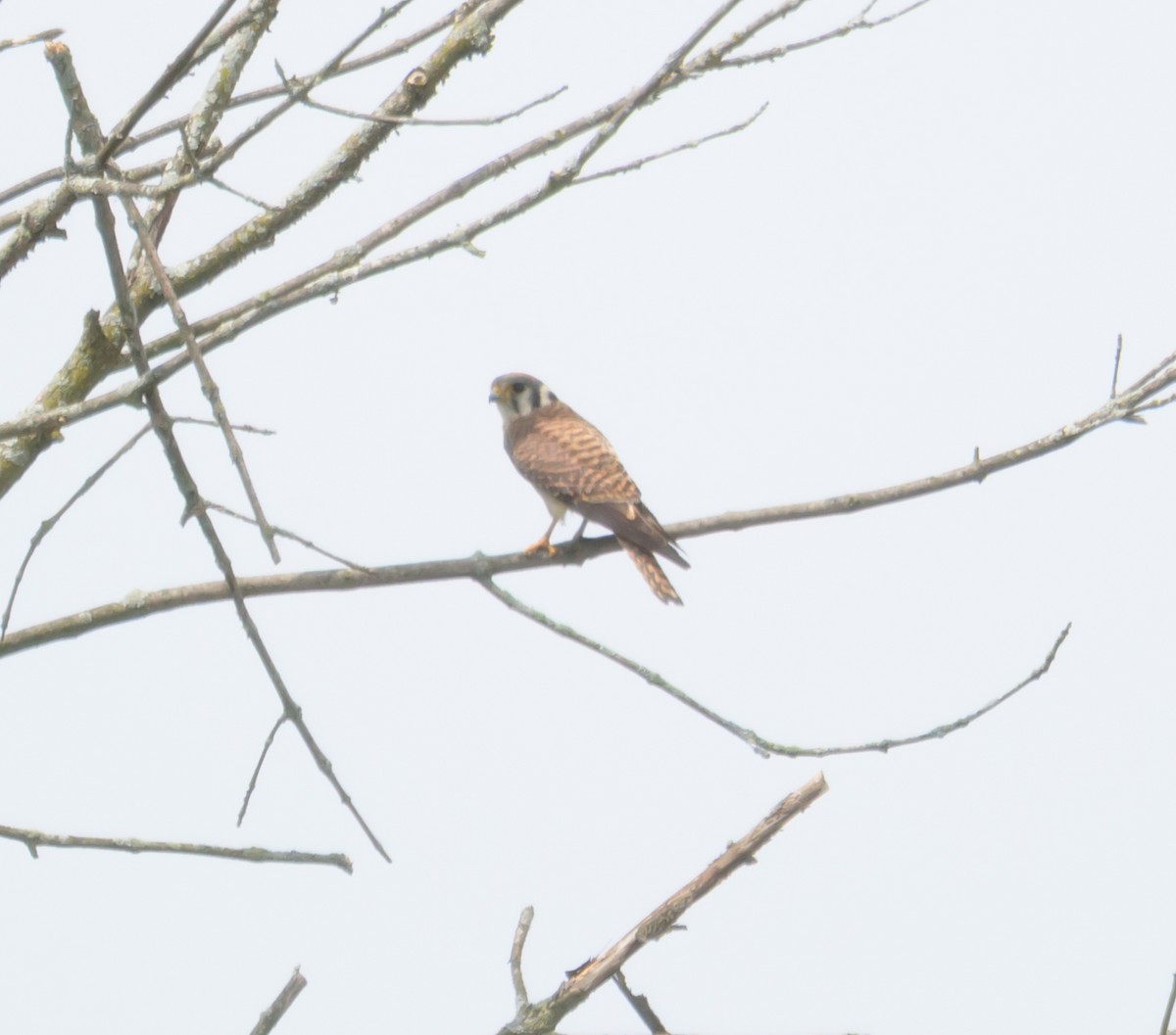 American Kestrel - ML638287714
