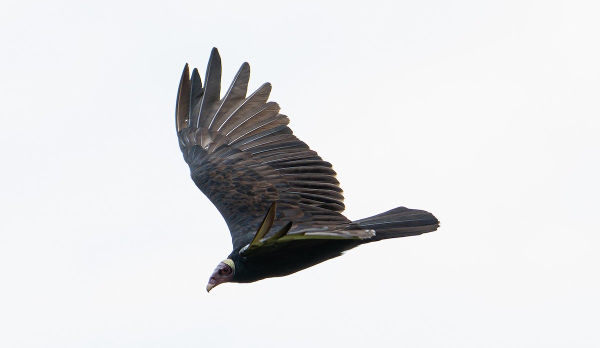 Turkey Vulture - ML638287717