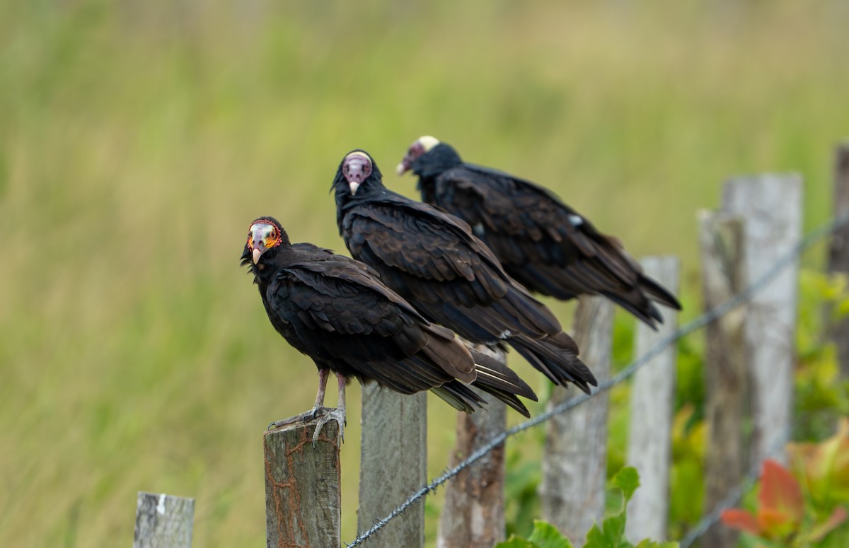 Turkey Vulture - ML638287718