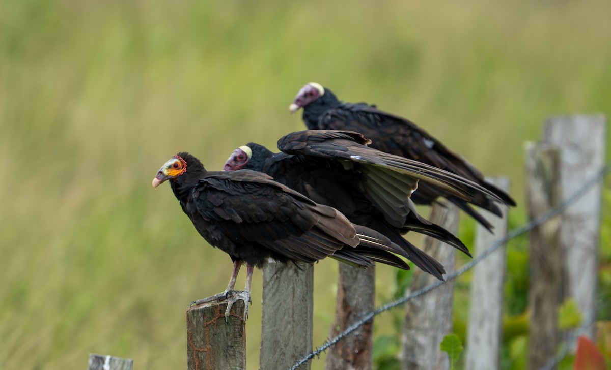 Turkey Vulture - ML638287719