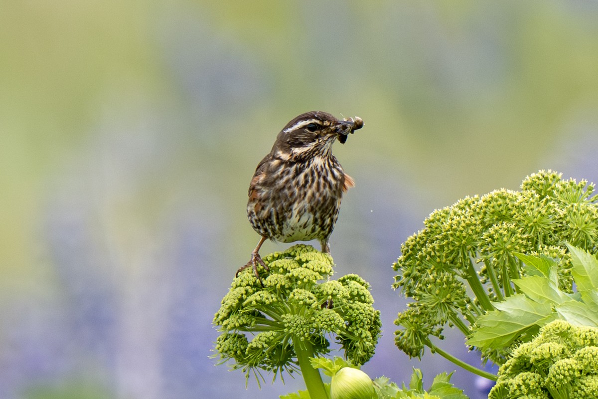 Redwing - ML638287724