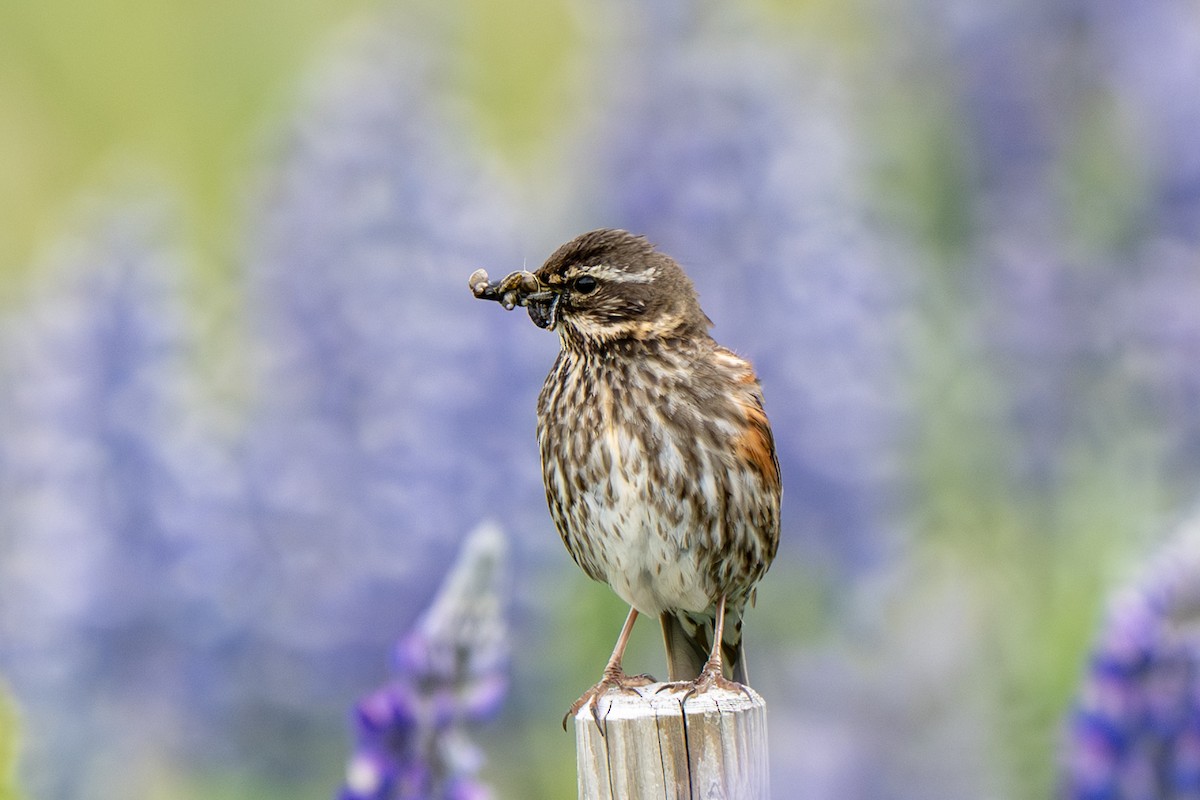 Redwing - ML638287725