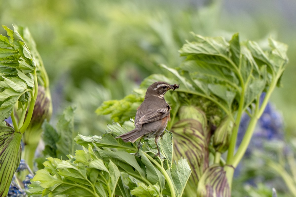 Redwing - ML638287726