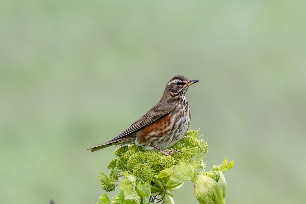 Redwing - ML638287727