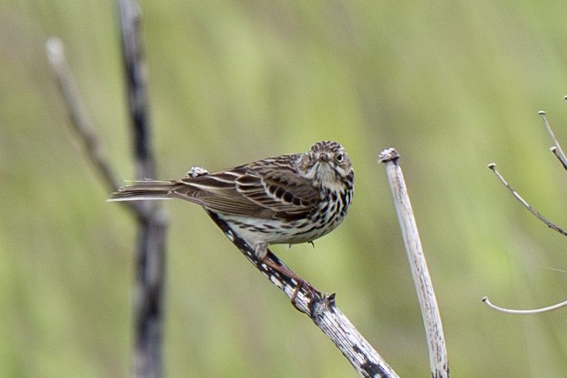 Meadow Pipit - ML638287731