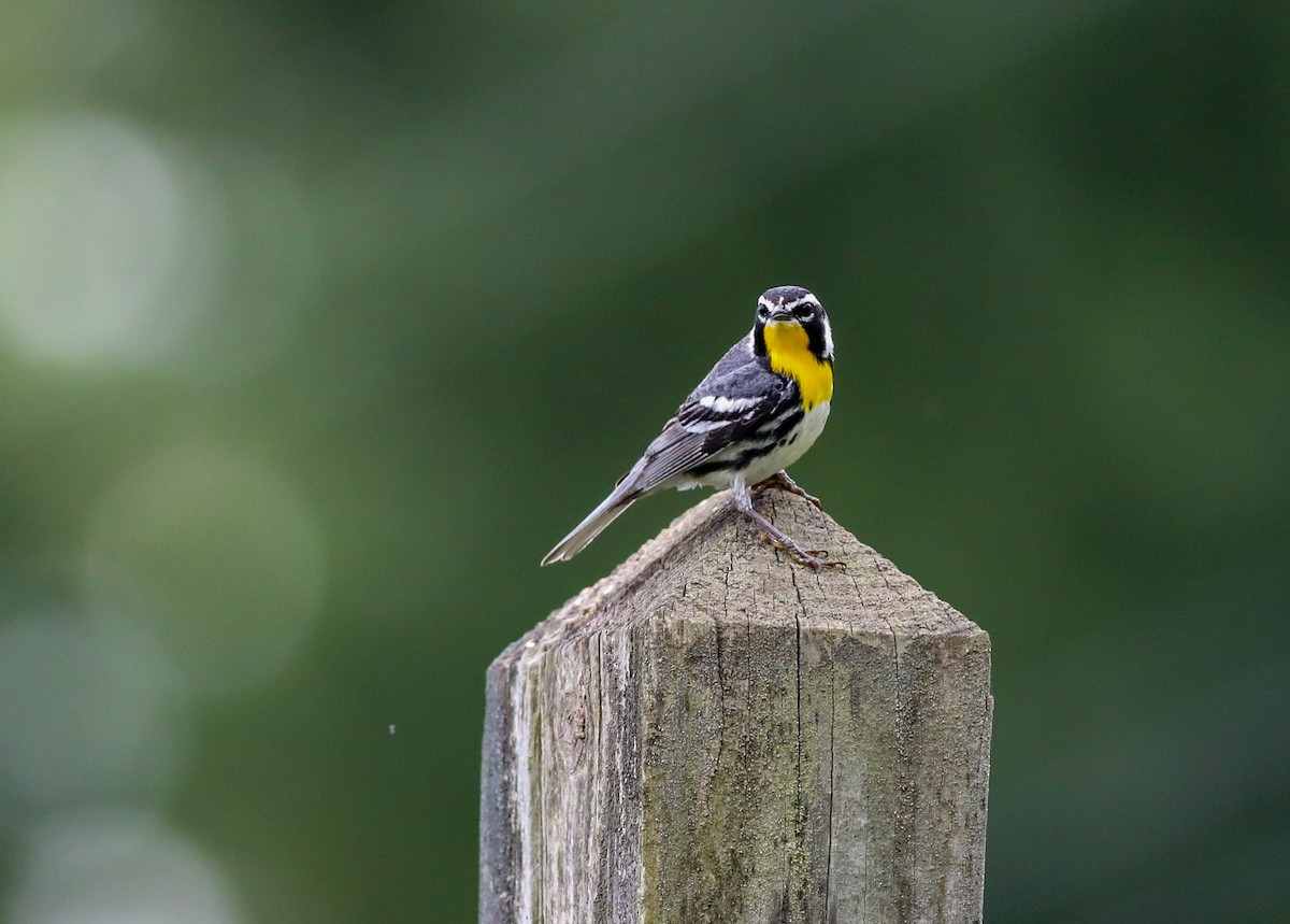 Yellow-throated Warbler - ML638287732