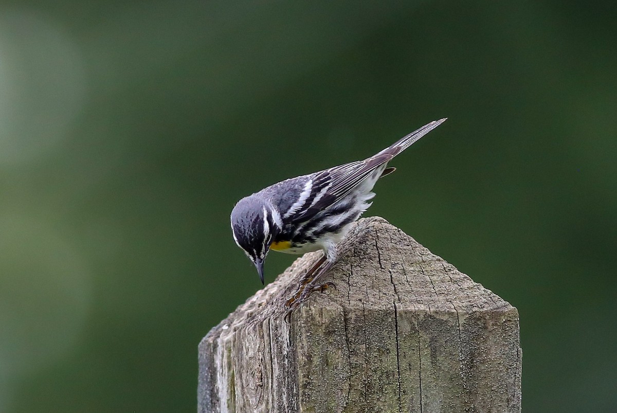 Yellow-throated Warbler - ML638287733