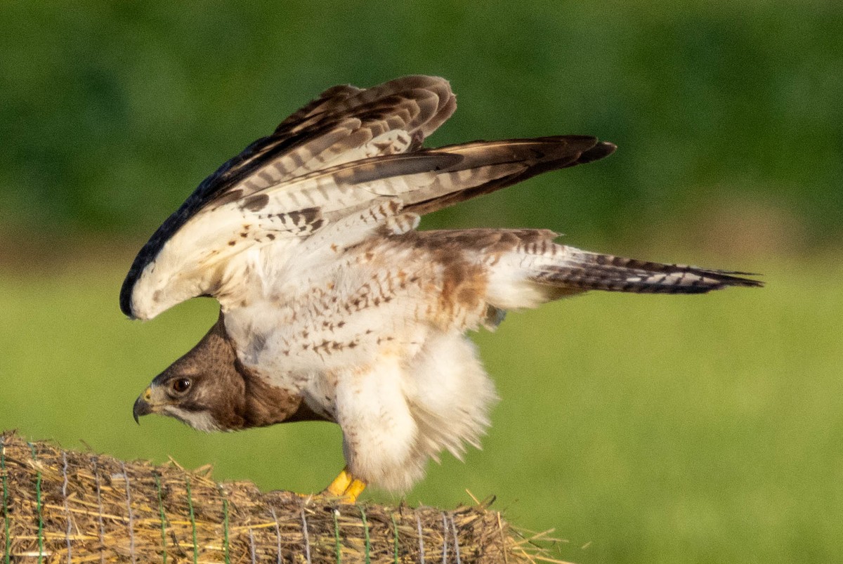 Swainson's Hawk - ML638287734