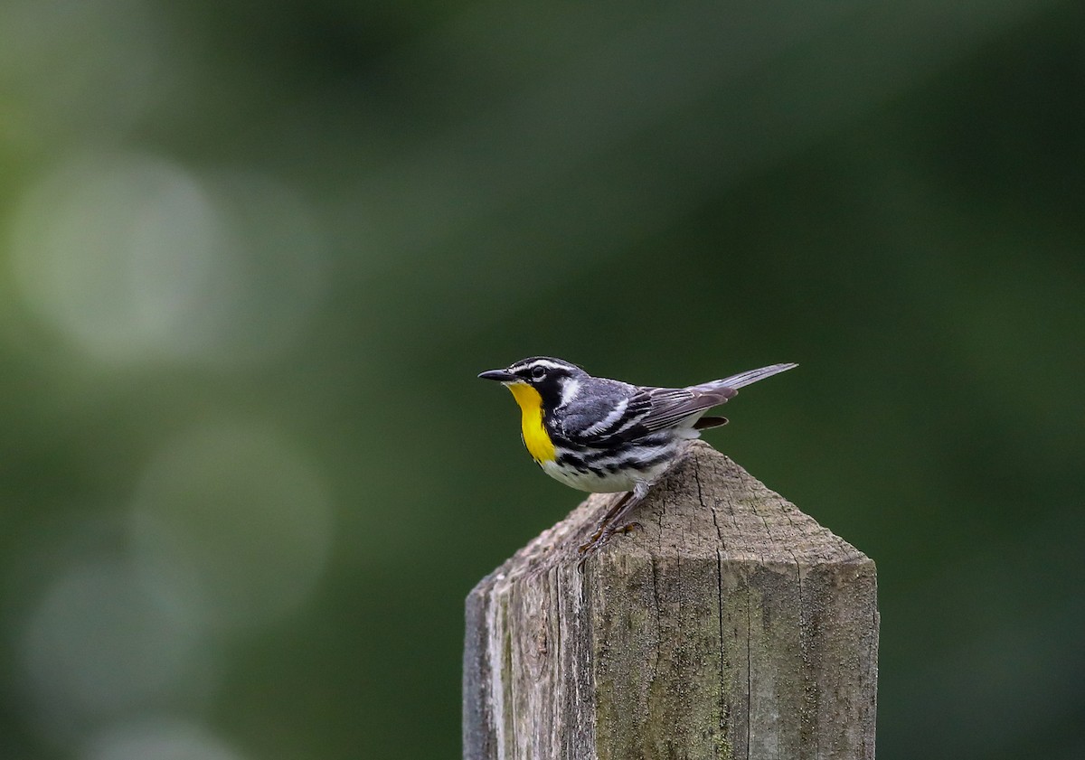 Yellow-throated Warbler - ML638287735