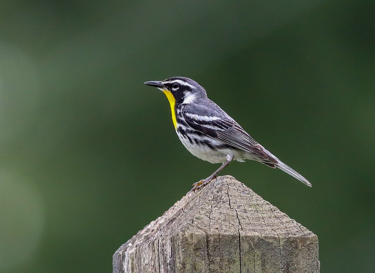 Yellow-throated Warbler - ML638287736