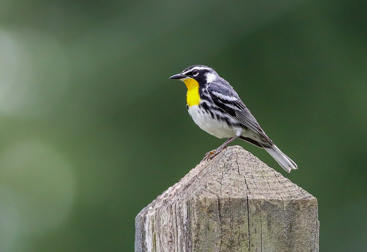 Yellow-throated Warbler - ML638287737