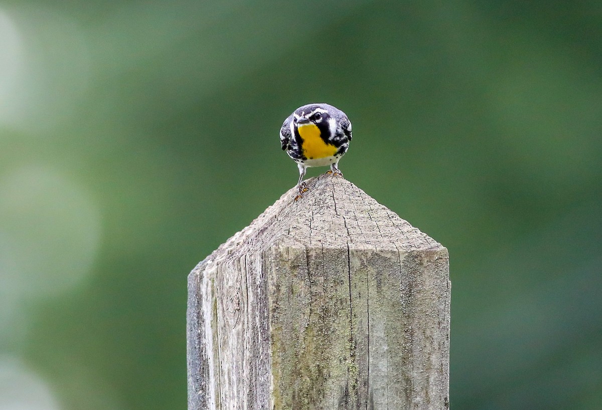 Yellow-throated Warbler - ML638287739