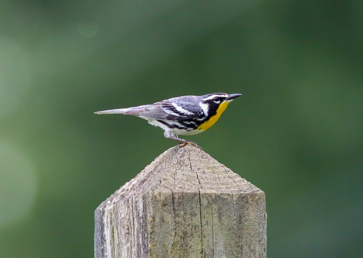 Yellow-throated Warbler - ML638287740