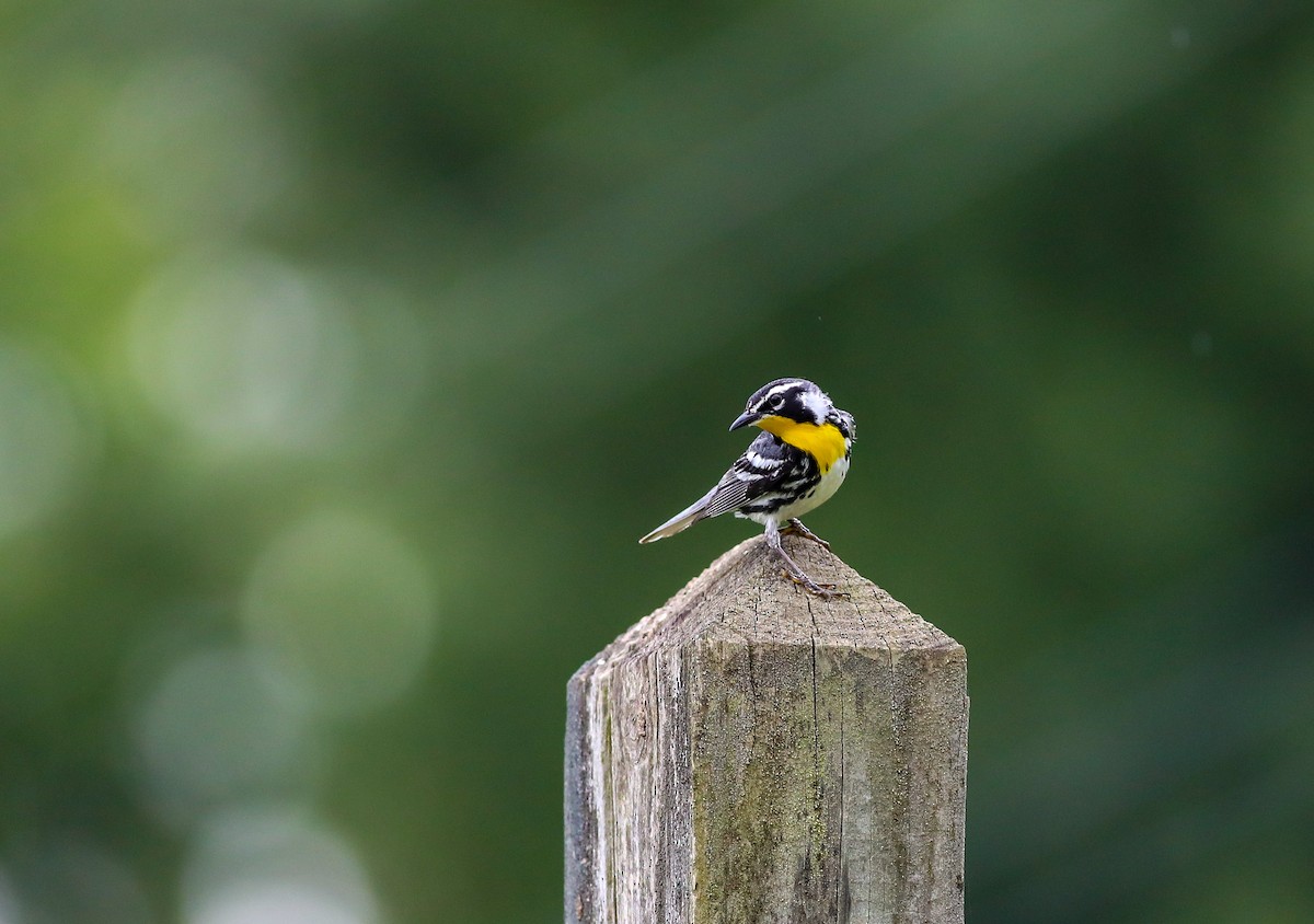 Yellow-throated Warbler - ML638287741