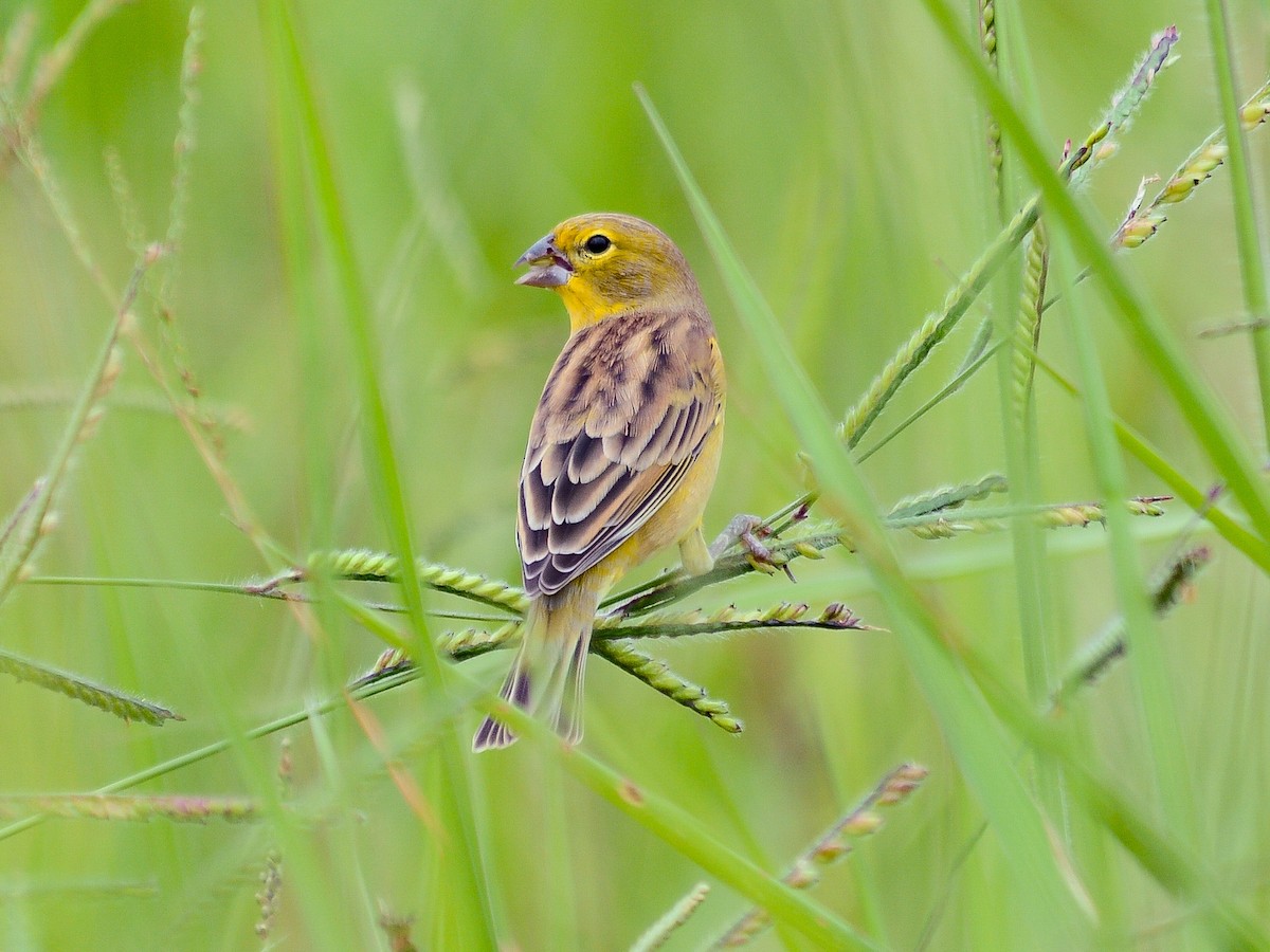 Grassland Yellow-Finch - ML638287742