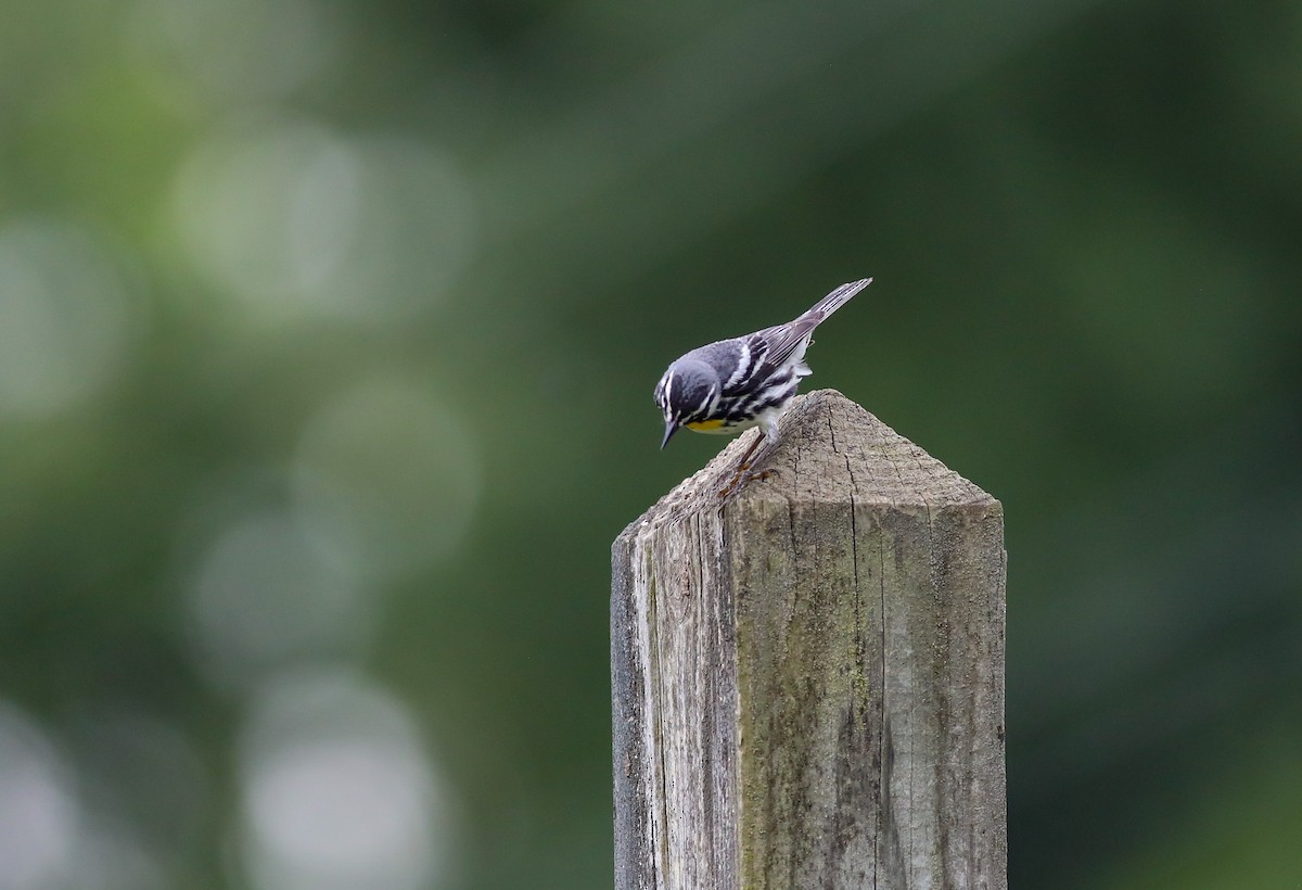 Yellow-throated Warbler - ML638287743