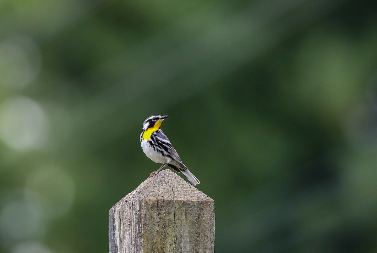Yellow-throated Warbler - ML638287745