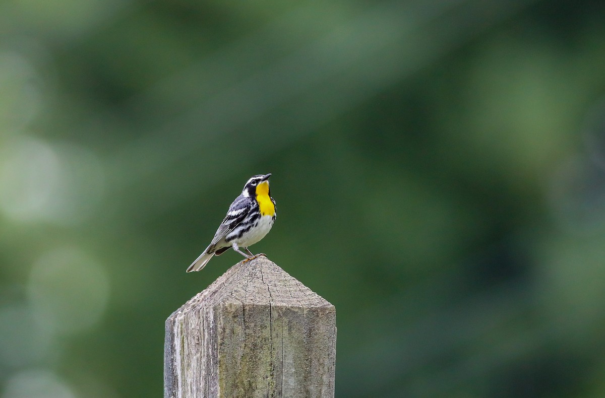 Yellow-throated Warbler - ML638287746