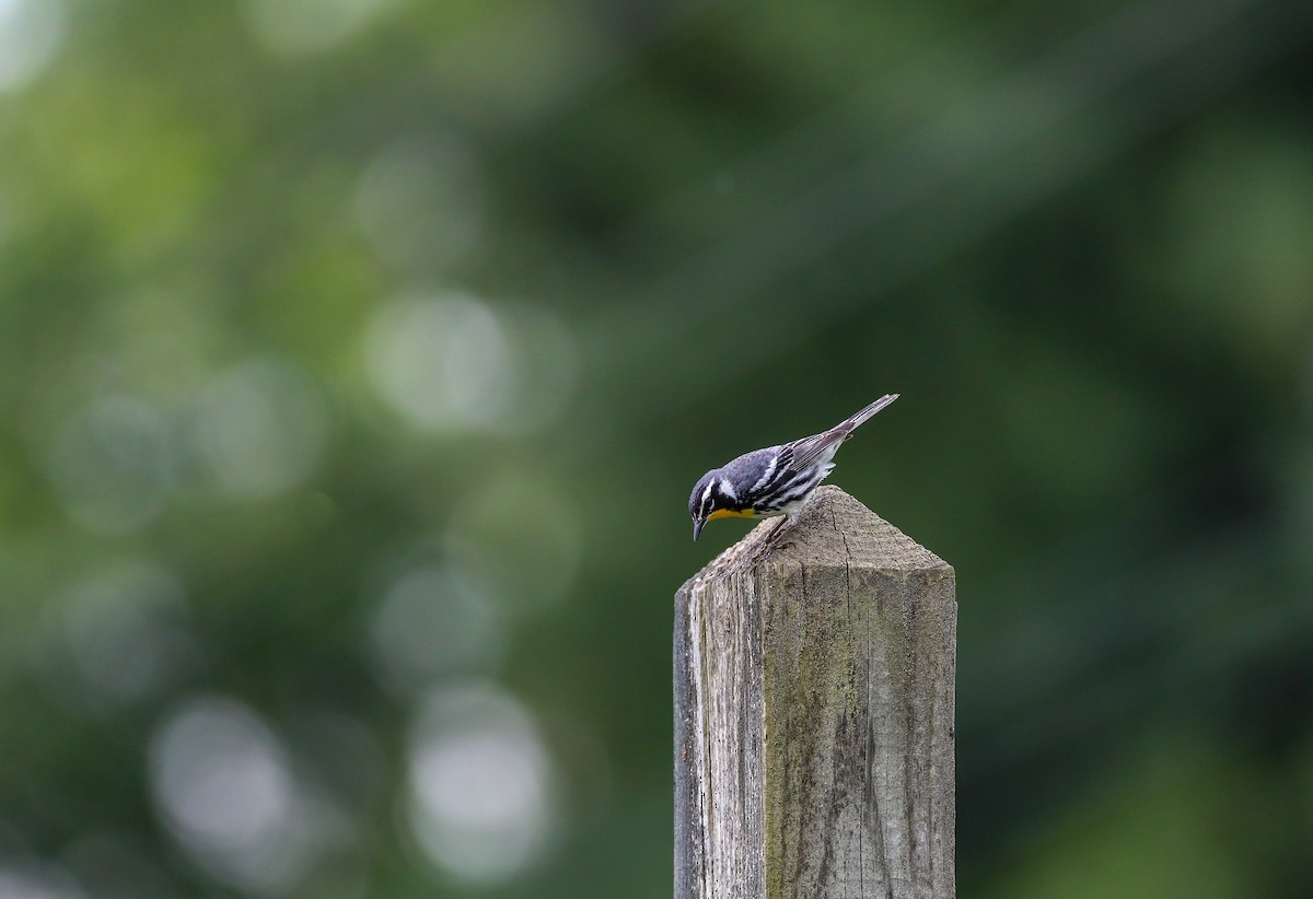 Yellow-throated Warbler - ML638287751