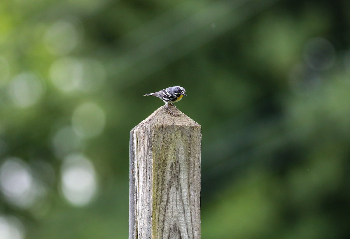 Yellow-throated Warbler - ML638287752