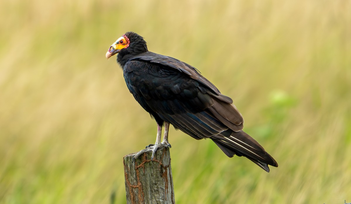 Lesser Yellow-headed Vulture - ML638287756
