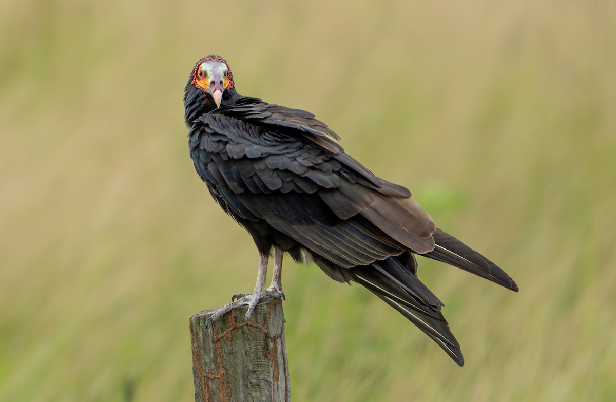 Lesser Yellow-headed Vulture - ML638287757