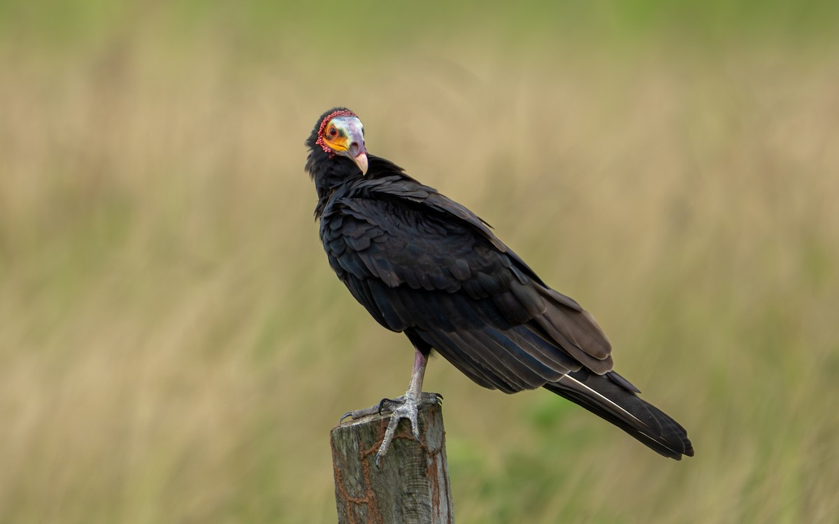 Lesser Yellow-headed Vulture - ML638287759