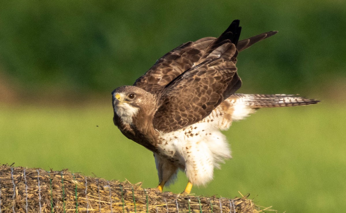 Swainson's Hawk - ML638287761