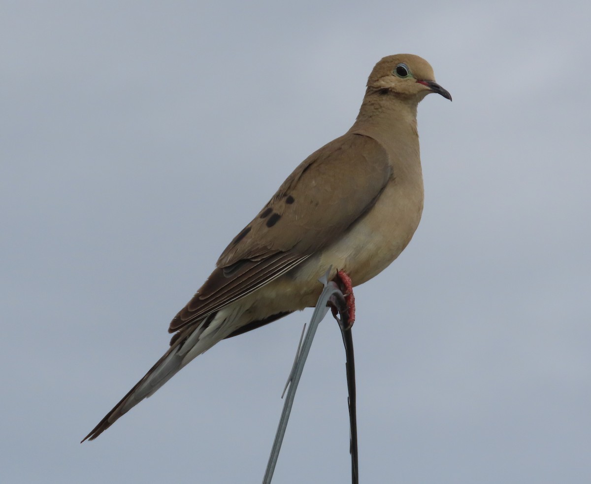 Mourning Dove - ML638287764