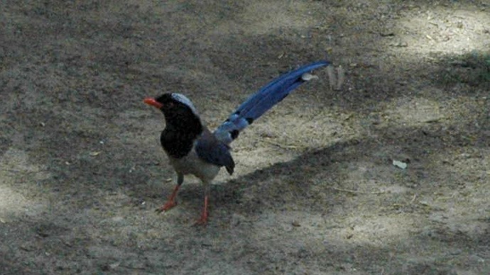 Red-billed Blue-Magpie - ML638287770