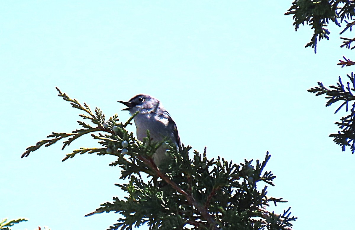 Blue-gray Gnatcatcher - ML638287771
