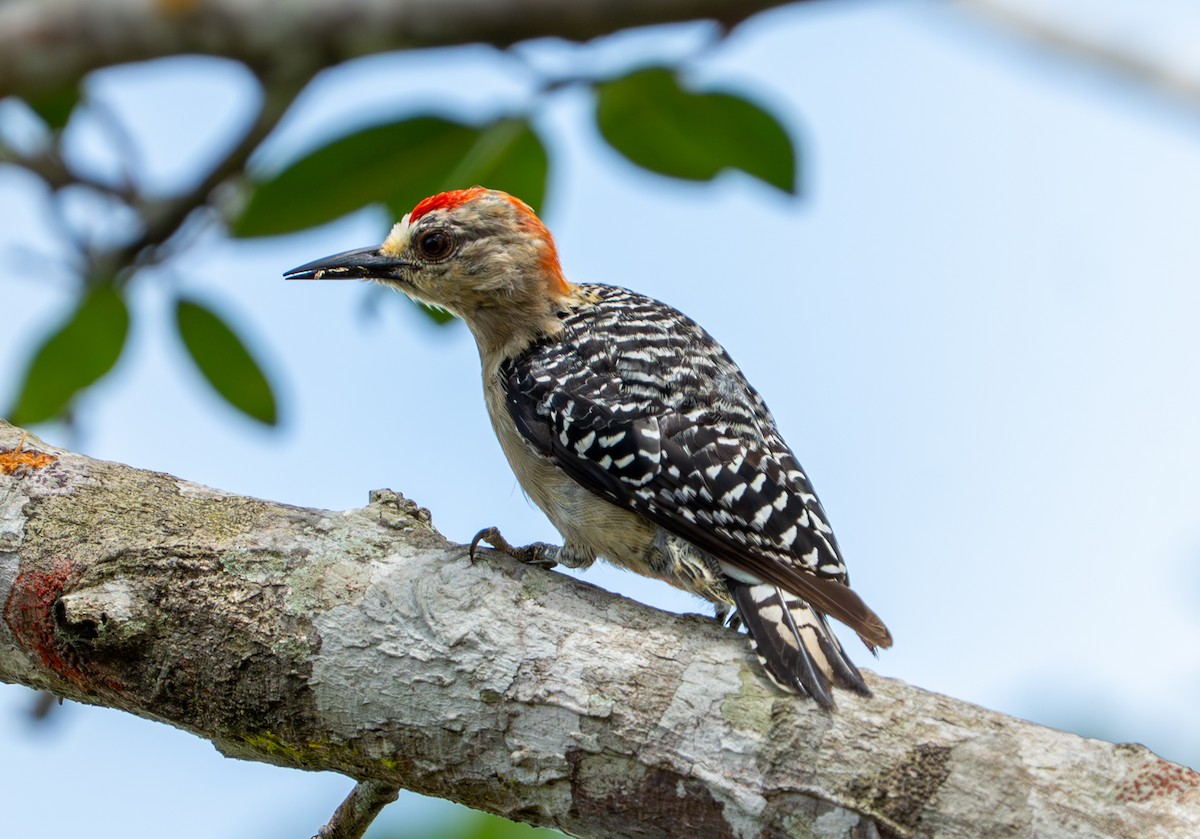 Red-crowned Woodpecker - ML638287778