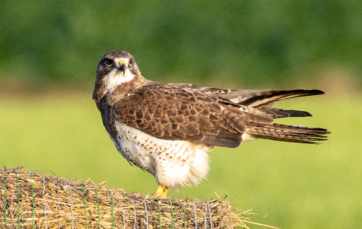 Swainson's Hawk - ML638287779