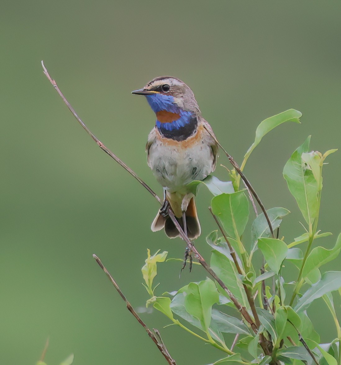Blaukehlchen - ML638287786