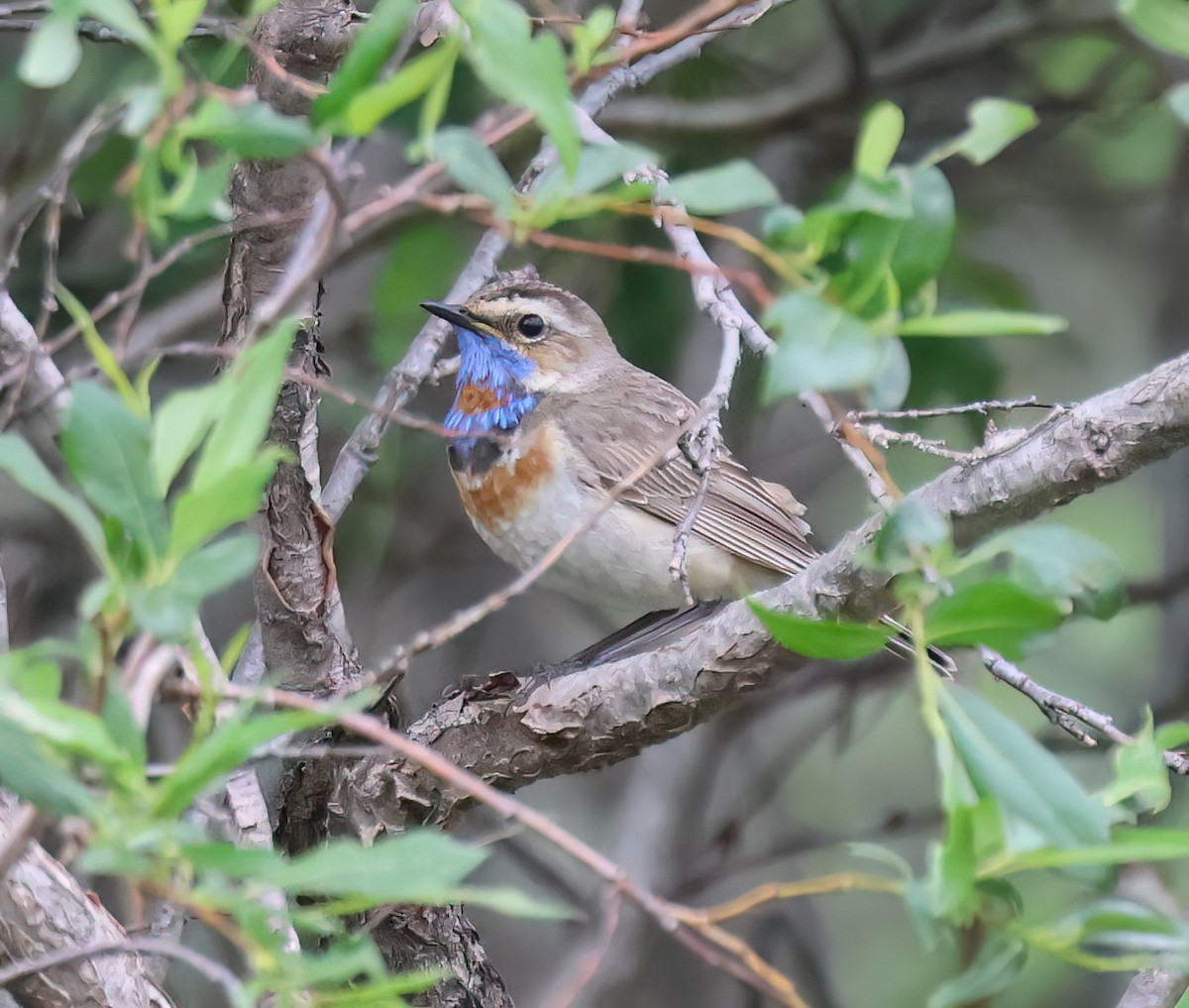 Blaukehlchen - ML638287787
