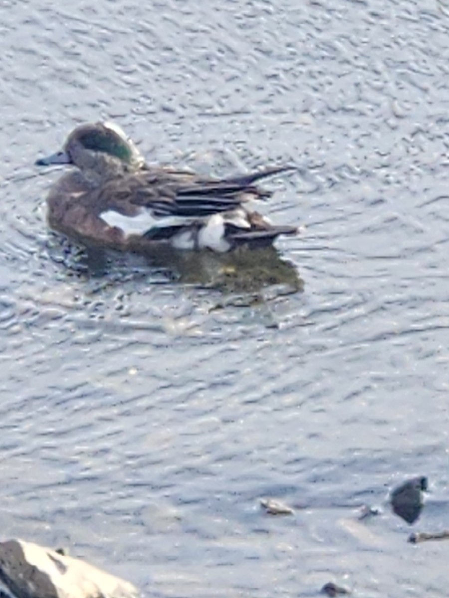 American Wigeon - ML638287788
