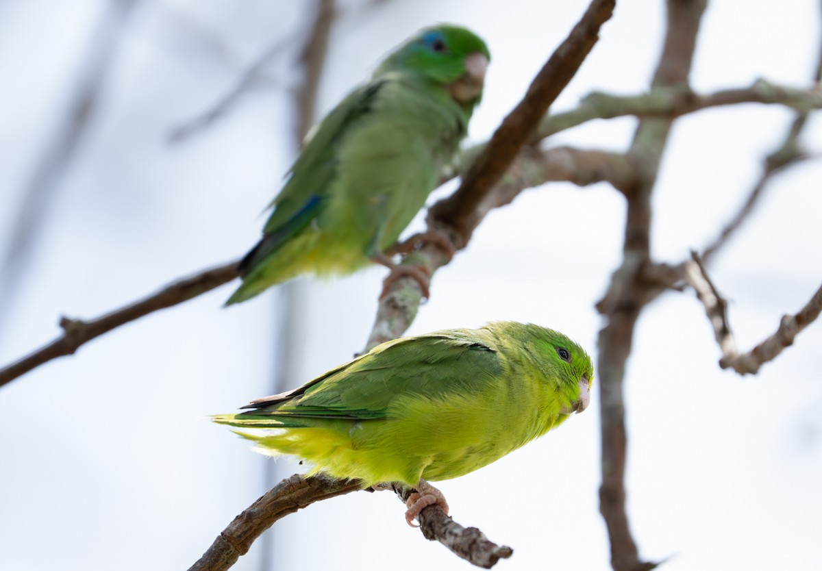 Spectacled Parrotlet - ML638287792