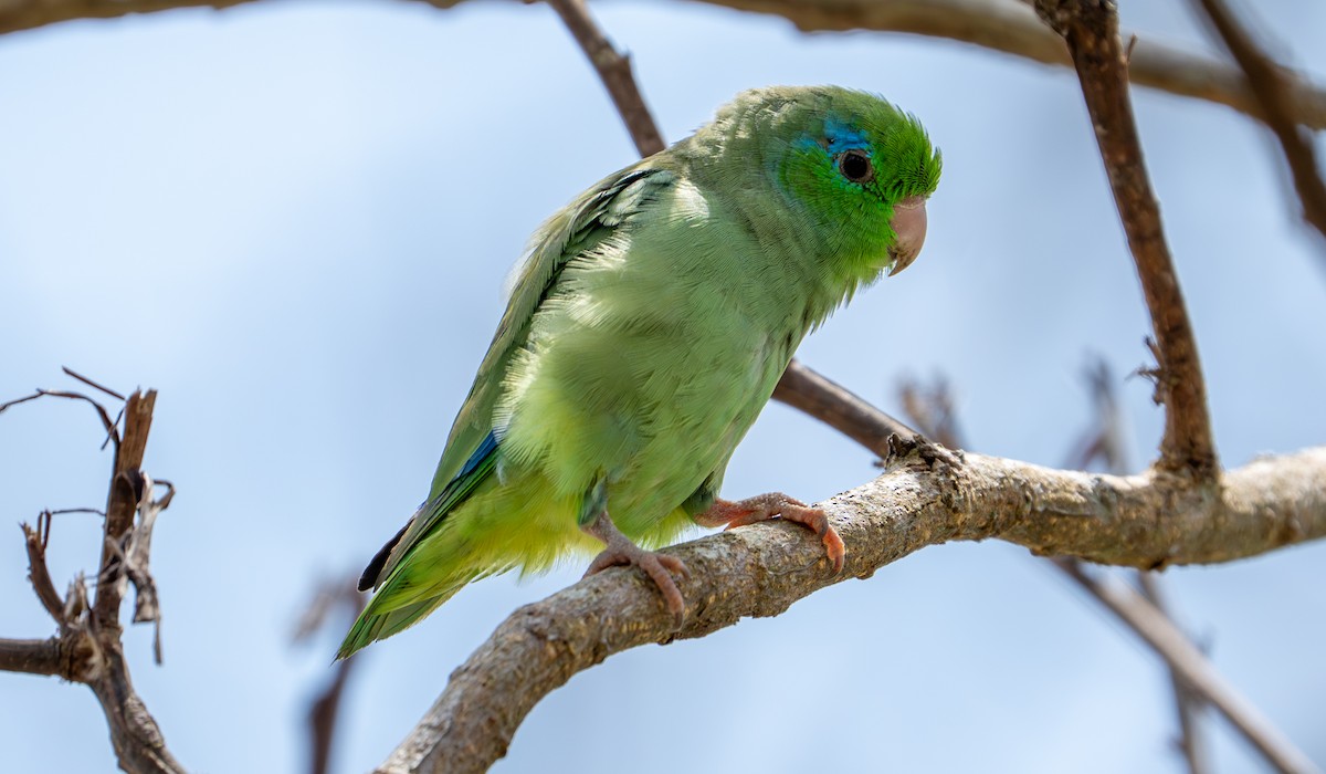 Spectacled Parrotlet - ML638287793