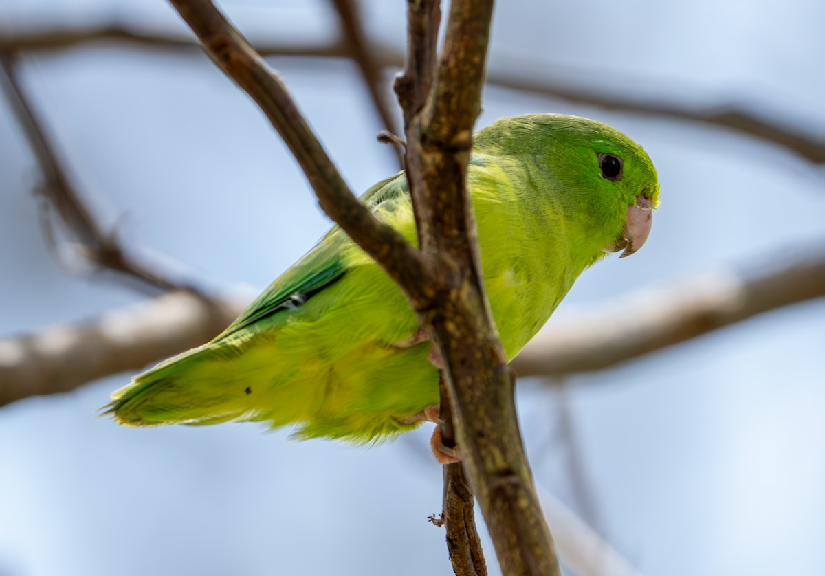 Spectacled Parrotlet - ML638287794