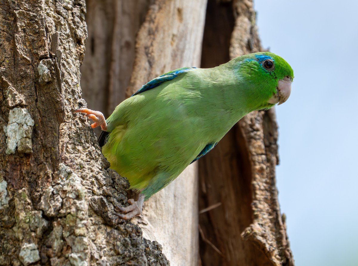 Spectacled Parrotlet - ML638287795