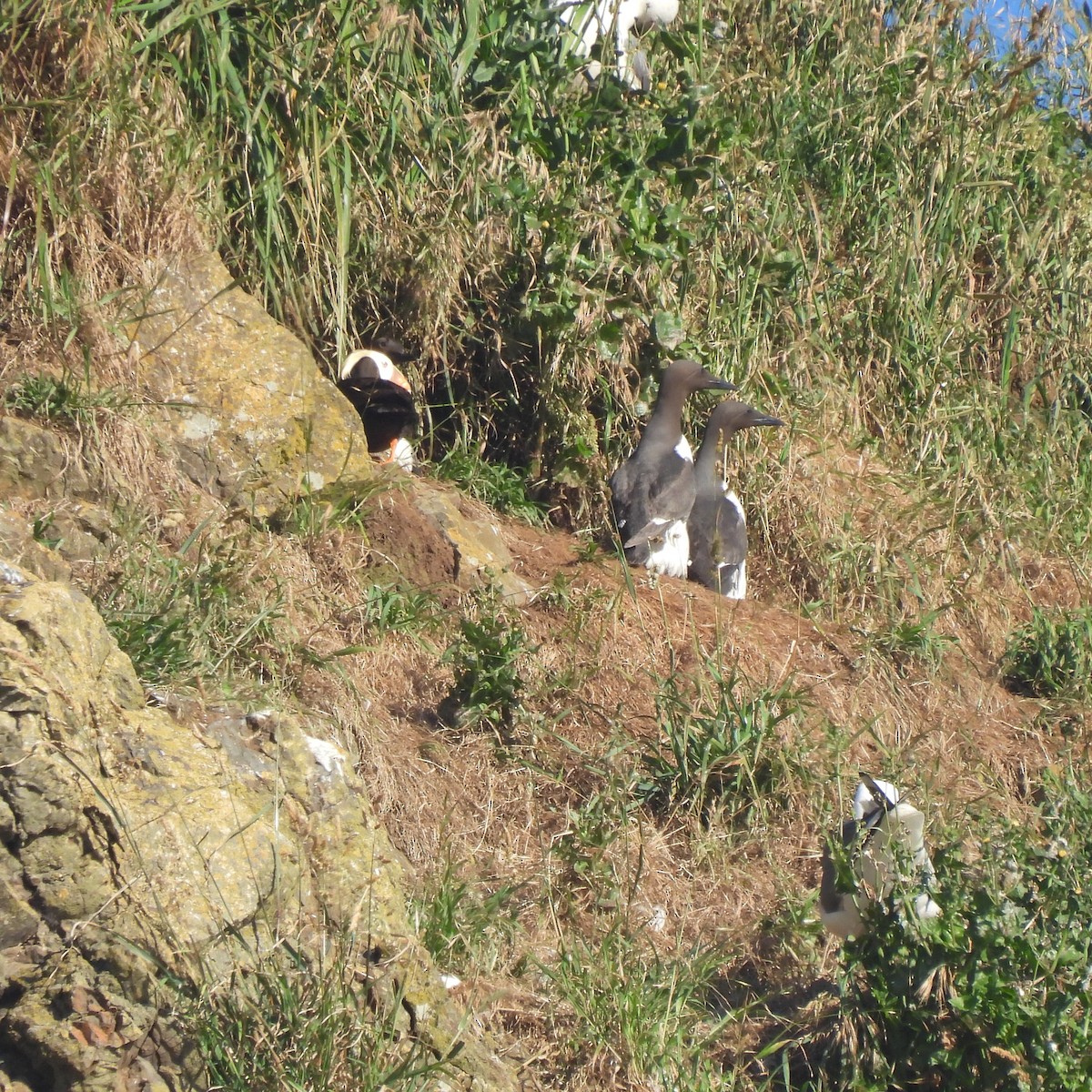 Guillemot marmette - ML638287803