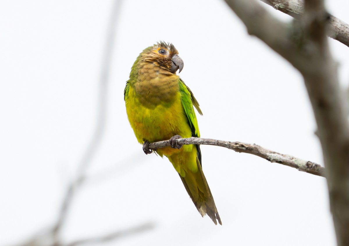 Conure cuivrée - ML638287806