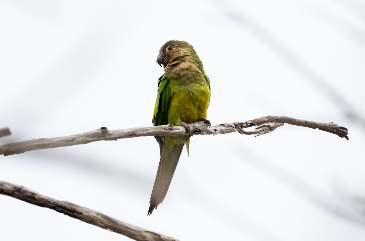 チャノドインコ - ML638287807