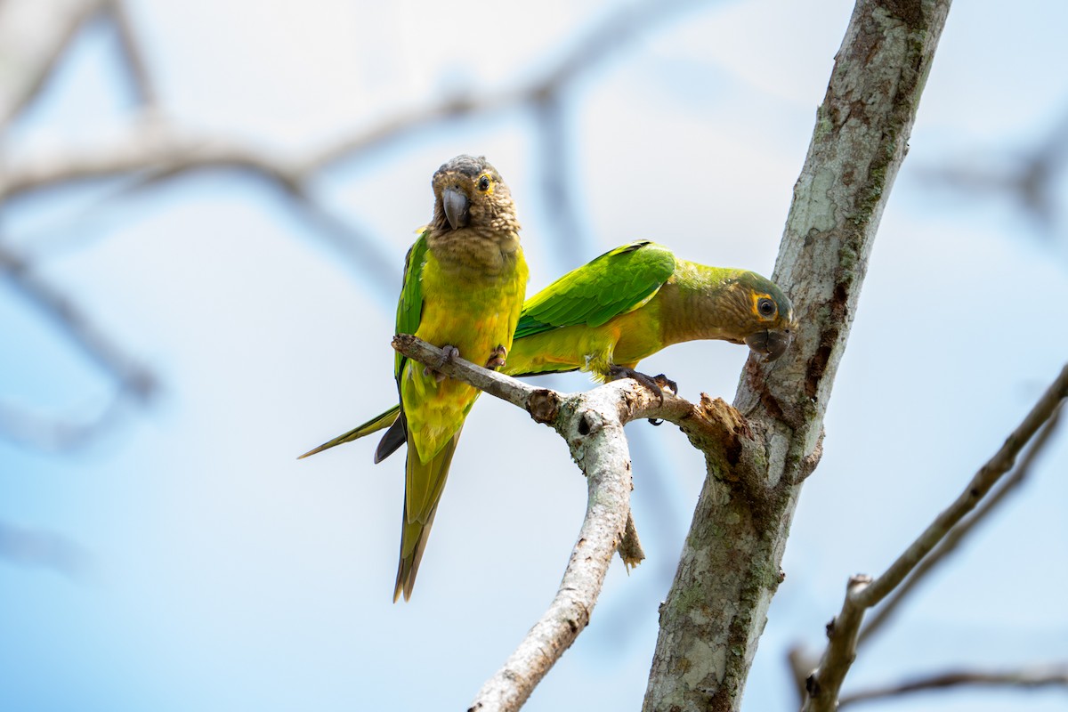 Conure cuivrée - ML638287810