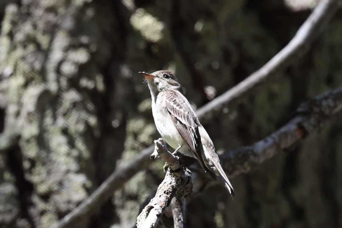 Western Wood-Pewee - ML638287853