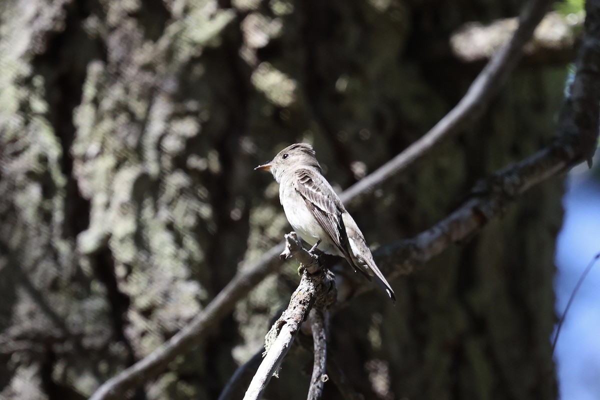 Western Wood-Pewee - ML638287854