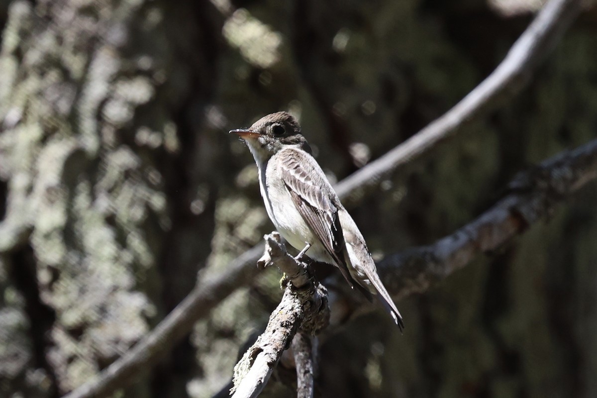 Western Wood-Pewee - ML638287855