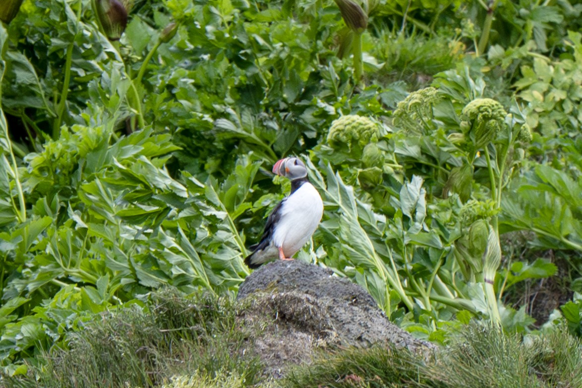 Atlantic Puffin - ML638287857