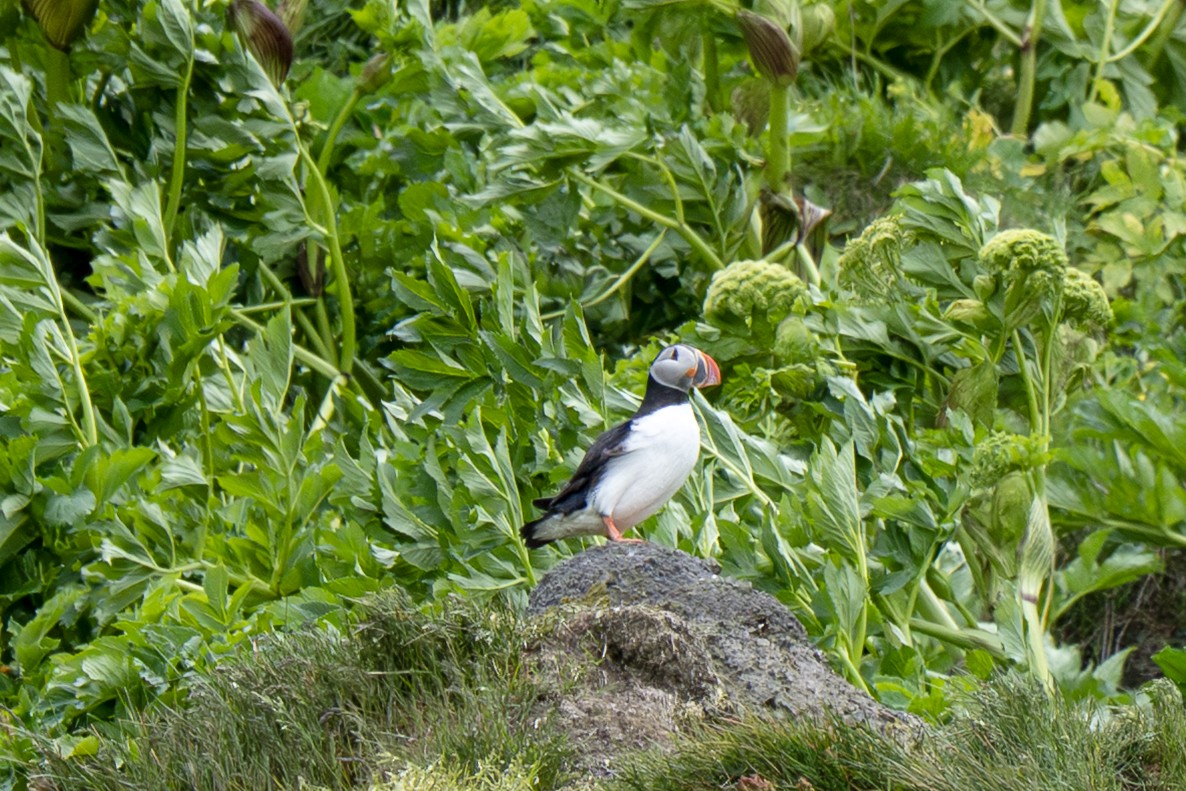 Atlantic Puffin - ML638287858