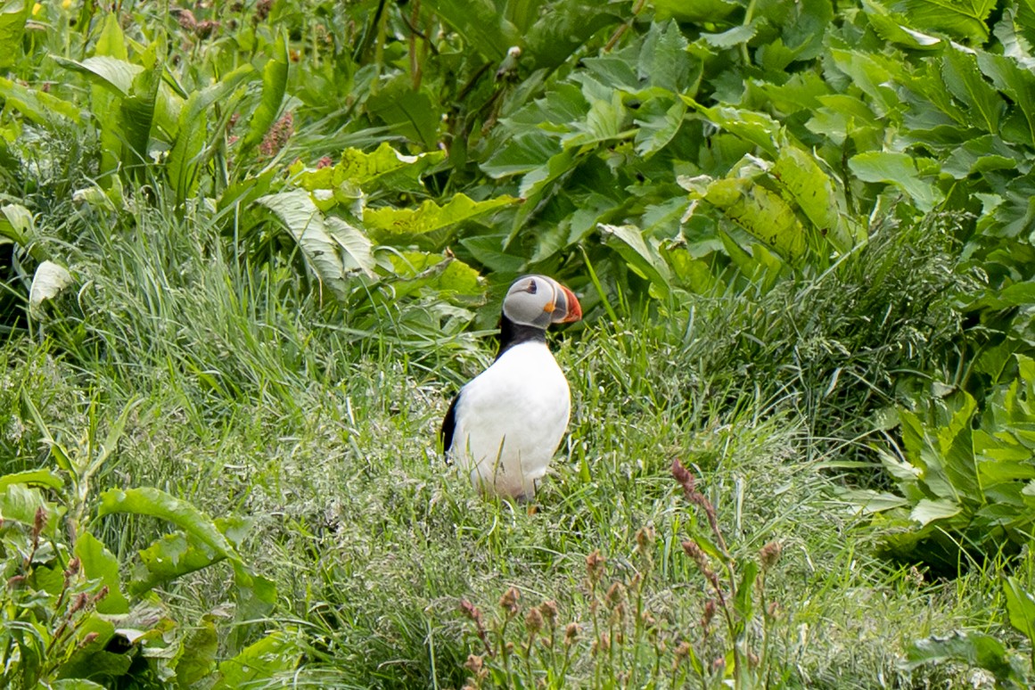 Atlantic Puffin - ML638287859